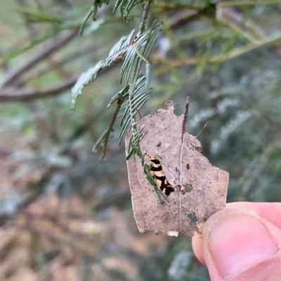 Macrobathra desmotoma ( A Cosmet moth) at Murrumbateman, NSW - 9 Jan 2021 by SimoneC