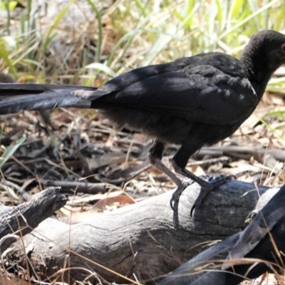 Corcorax melanorhamphos (White-winged Chough) at Hughes, ACT - 9 Jan 2021 by JackyF