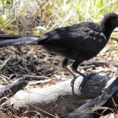 Corcorax melanorhamphos (White-winged Chough) at Red Hill Nature Reserve - 9 Jan 2021 by JackyF