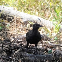 Corcorax melanorhamphos at Hughes, ACT - 9 Jan 2021