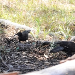 Corcorax melanorhamphos at Hughes, ACT - 9 Jan 2021 03:46 PM