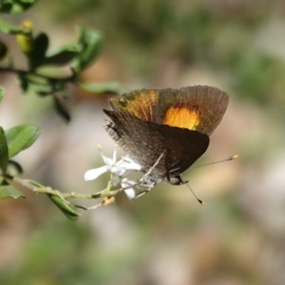 Paralucia pyrodiscus (Fiery Copper) at Red Hill Nature Reserve - 9 Jan 2021 by JackyF