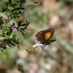 Paralucia pyrodiscus at Hughes, ACT - 9 Jan 2021