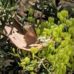 Paralucia pyrodiscus at Hughes, ACT - 9 Jan 2021