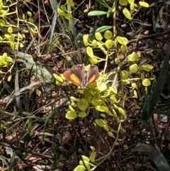 Paralucia pyrodiscus at Hughes, ACT - 9 Jan 2021