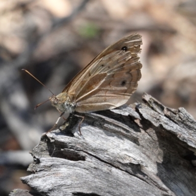 Heteronympha merope (Common Brown Butterfly) at Deakin, ACT - 9 Jan 2021 by JackyF