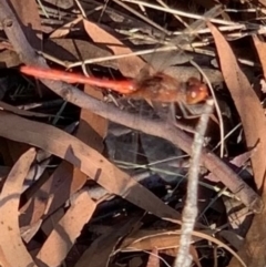 Diplacodes bipunctata (Wandering Percher) at Murrumbateman, NSW - 9 Jan 2021 by SimoneC