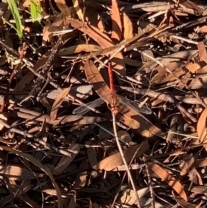 Diplacodes bipunctata at Murrumbateman, NSW - 9 Jan 2021