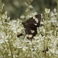 Nyctemera amicus (Senecio Moth, Magpie Moth, Cineraria Moth) at Hughes, ACT - 7 Jan 2021 by JackyF