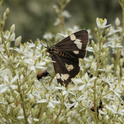 Nyctemera amicus (Senecio Moth, Magpie Moth, Cineraria Moth) at Red Hill Nature Reserve - 7 Jan 2021 by JackyF