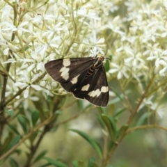 Nyctemera amicus at Hughes, ACT - 7 Jan 2021 01:50 PM