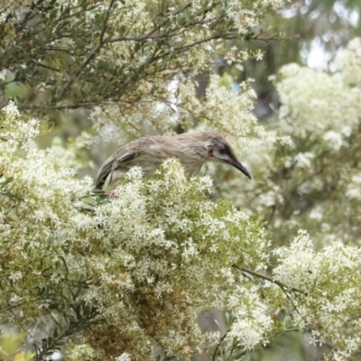 Anthochaera carunculata (Red Wattlebird) at Red Hill Nature Reserve - 7 Jan 2021 by JackyF