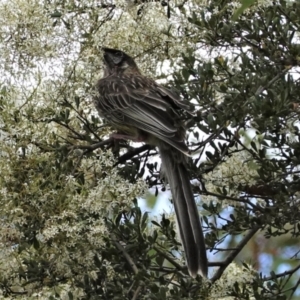 Anthochaera carunculata at Hughes, ACT - 7 Jan 2021