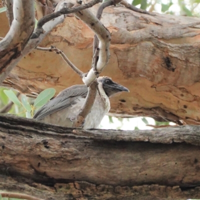 Philemon corniculatus (Noisy Friarbird) at Red Hill Nature Reserve - 7 Jan 2021 by JackyF