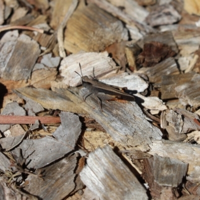 Cryptobothrus chrysophorus (Golden Bandwing) at Cook, ACT - 9 Jan 2021 by Tammy