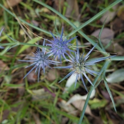 Eryngium ovinum (Blue Devil) at Red Hill Nature Reserve - 7 Jan 2021 by JackyF