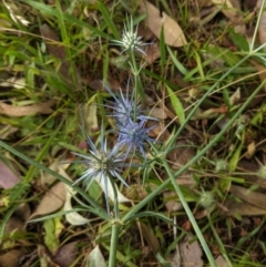 Eryngium ovinum at Deakin, ACT - 7 Jan 2021 05:54 PM