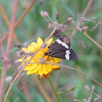 Nyctemera amicus (Senecio Moth, Magpie Moth, Cineraria Moth) at Deakin, ACT - 7 Jan 2021 by JackyF