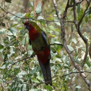 Platycercus elegans at Hughes, ACT - 8 Jan 2021