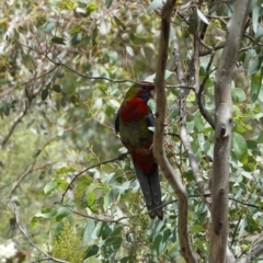 Platycercus elegans at Hughes, ACT - 8 Jan 2021