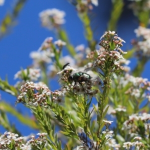 Rutilia sp. (genus) at Cook, ACT - 9 Jan 2021