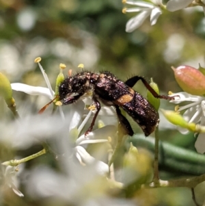 Eleale pulchra at Hughes, ACT - 9 Jan 2021 02:00 PM