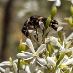 Eleale pulchra at Hughes, ACT - 9 Jan 2021