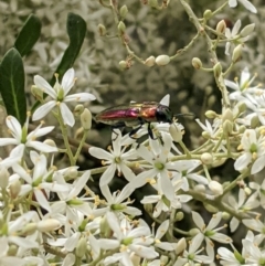 Selagis aurifera (Aurifera jewel beetle) at Hughes, ACT - 7 Jan 2021 by JackyF