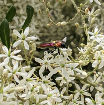 Selagis aurifera (Aurifera jewel beetle) at Hughes, ACT - 7 Jan 2021 by JackyF