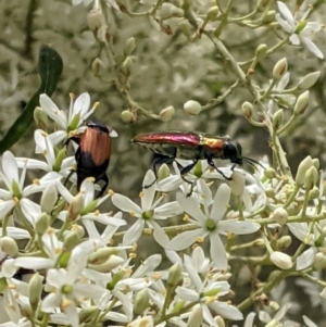 Selagis aurifera at Hughes, ACT - 7 Jan 2021 01:03 PM