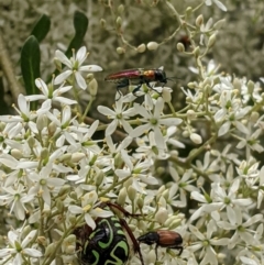 Selagis aurifera at Hughes, ACT - 7 Jan 2021 01:03 PM