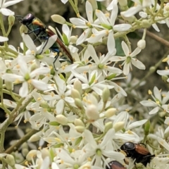 Selagis aurifera at Hughes, ACT - 7 Jan 2021 01:03 PM