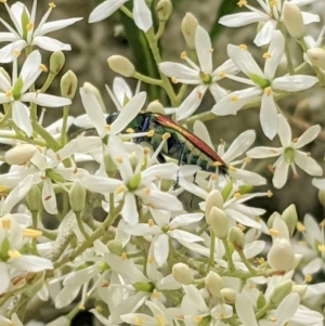 Selagis aurifera at Hughes, ACT - 7 Jan 2021 01:03 PM