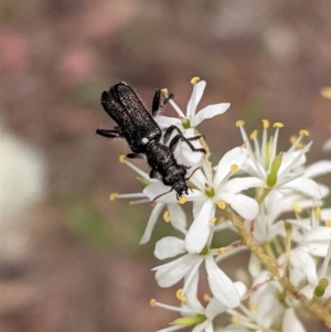 Eleale simplex at Hughes, ACT - 7 Jan 2021 01:20 PM