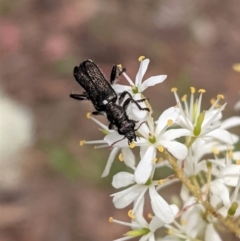 Eleale simplex (Clerid beetle) at Hughes, ACT - 7 Jan 2021 by JackyF