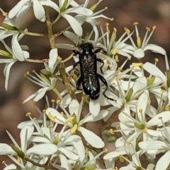 Eleale simplex at Hughes, ACT - 7 Jan 2021 01:20 PM