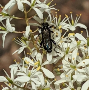 Eleale simplex at Hughes, ACT - 7 Jan 2021 01:20 PM