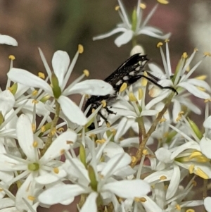 Eleale simplex at Hughes, ACT - 7 Jan 2021 01:20 PM