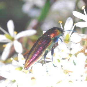 Selagis aurifera at Lyons, ACT - 8 Jan 2021 05:02 PM