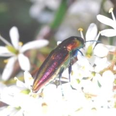 Selagis aurifera (Aurifera jewel beetle) at Oakey Hill - 8 Jan 2021 by Harrisi