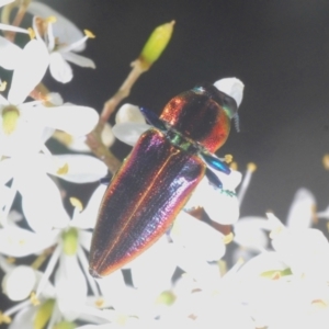 Selagis aurifera at Lyons, ACT - 8 Jan 2021 05:02 PM