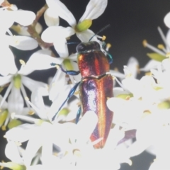 Selagis aurifera at Lyons, ACT - 8 Jan 2021 05:02 PM