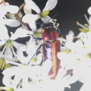 Selagis aurifera at Lyons, ACT - 8 Jan 2021 05:02 PM