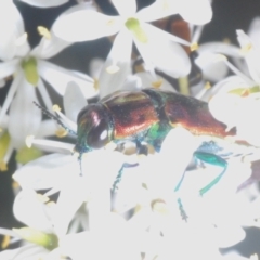 Selagis aurifera at Lyons, ACT - 8 Jan 2021 05:02 PM