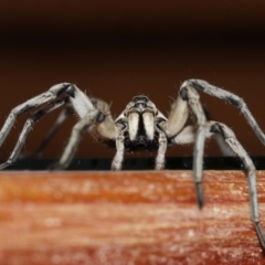 Tasmanicosa sp. (genus) at Evatt, ACT - 9 Jan 2021