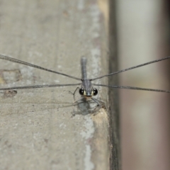 Austroargiolestes icteromelas at Acton, ACT - 8 Jan 2021