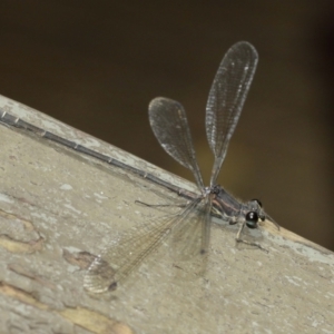 Austroargiolestes icteromelas at Acton, ACT - 8 Jan 2021