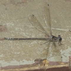 Austroargiolestes icteromelas at Acton, ACT - 8 Jan 2021