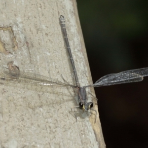 Austroargiolestes icteromelas at Acton, ACT - 8 Jan 2021