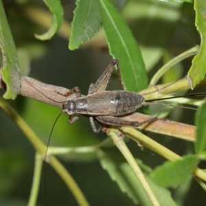 Eurepa marginipennis at Acton, ACT - 8 Jan 2021